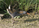 water rail